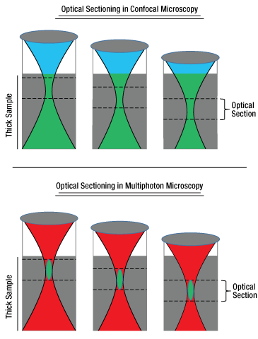 Optical Sectioning in Confocal Microscopy